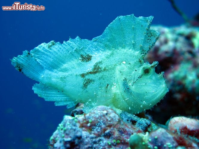 Immagine Pesce foglia nella barriera corallina dell'Atollo di Baa, nel nord dell'arcipelago delle isole Maldive - © Kristina Vackova / Shutterstock.com