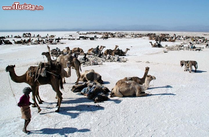 Immagine Piana di sale in Dancalia Etiopia orientale -  Foto di Giulio Badini