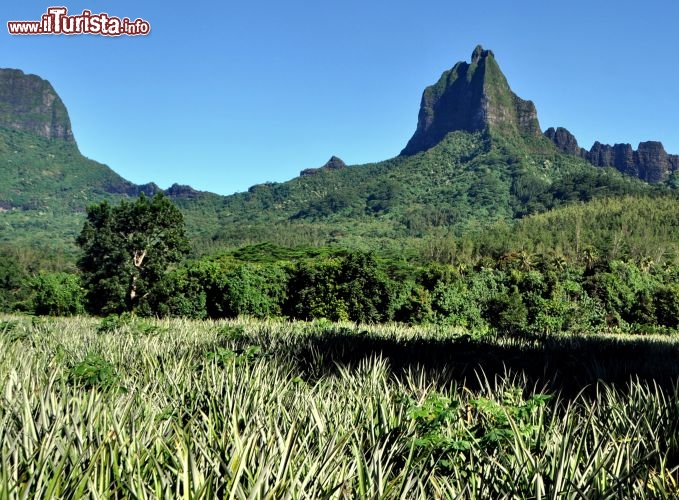 Immagine Piantagione di Ananas e picco vulcanico di Roto Nui: siamo nella parte nord di Moorea in Polinesia Francese