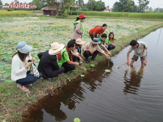 Immagine Piantagione di loto a Ubon Ratchathani, Thailandia  - Tipico di stagni e invasi con acque quasi prive di corrente, il fior di loto asiatico, pianta acquatica a crescita rapidissima, ha grandi foglie decorative e profumati fiori bianchi, rosa, gialli e rossi. Questa specie rustica, il cui nome scentifico è Nelumbo Nucifera, cresce rigogliosa in Thailandia dove gli abitanti ne hanno fatto vere e proprie piantagioni e attività produttive © Blue Planet Earth / Shutterstock.com