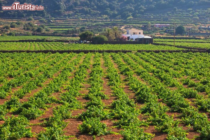 Immagine Piantagione di Zibibbo, da cui si ricava il celebre vino di Pantelleria. I filari di questo piccolo vitigno si trovano in contrada Zubebi, a ridosso della Montagna Grande, la veta più imponente dell'isola  - © bepsy / shutterstock.com