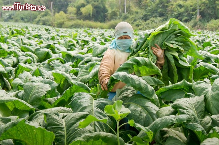 Immagine Una donna al lavoro in una piantagione di tabacco a Tha Bo, vicino Nog Khai, nella parte nord-orientale della Thailandia - © Tappasan Phurisamrit / Shutterstock.com