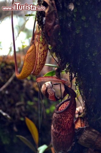 Immagine Piante carnivore, Mossy Forest: nelle Cameron Highlands non ci sono solamente splendide piantagioni di tè da visitare; si possono anche compiere escursioni presso la Mossy Forest ed osservare la flora esotica che vive tra le montagne.