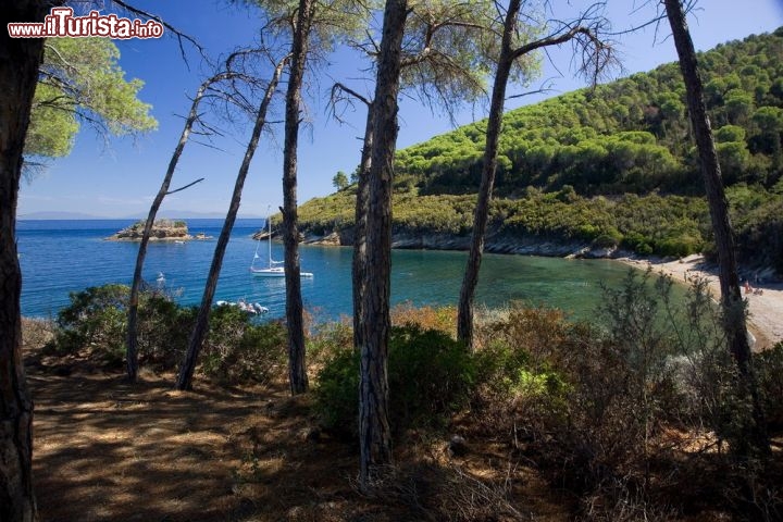 Immagine La pineta e la spiaggia di Istia, sull'Isola d'Elba - © Roberto Ridi
