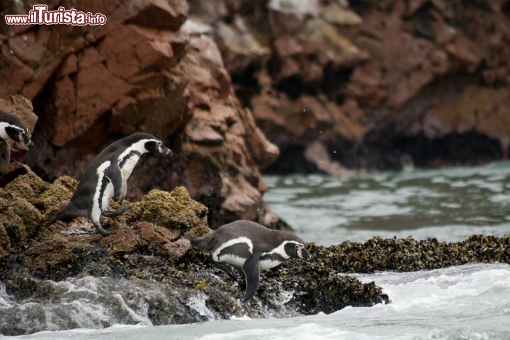 Immagine Pinguini di Humboldt, una delle specie marine che s'incontrano più facilmente selle Isole Ballestas a Paracas in Perù - © Aimee McLachlan / Shutterstock.com