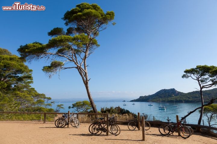 Immagine Pini marittimi e panorama dell'isola di Porquerolles, al largo delle coste della Provenza -  © Samuel Borges Photography / shutterstock.com