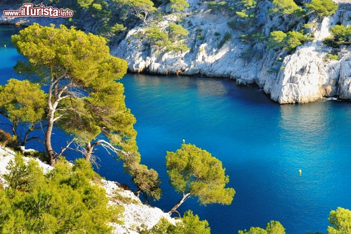 Immagine Pini sulle rocce a strapiombo sul mare de Les Calanques, nei pressi di Cassis, Francia - foto © ventdusud / Shutterstock.com