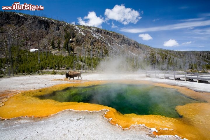 Immagine Una piscina naturale con acqua termale bollente: siamo nello Yellowstone National Park ed un bisonte sta pascolando nelle vicinanze. Gli animali vengono spesso a scaldarsi vicino le "Hot Springs" in inverno, le uniche zone libere dalla neve - © Sascha Burkard / Shutterstock.com