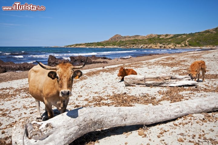 Immagine Le mucche di Plage Ostriconi: la natura selvaggia della Corsica - Plage Ostriconi è situata nel nord della Corsica, nel territorio chiamato Desert des Agriates, dove la natura regna sovrana. Questa spiaggia, seppur piuttosto complicata da raggiungere in quanto è accessibile solo via mare o a piedi attraverso dei sentieri impervi, è senza dubbio una delle più belle non solo della costa ma dell'intera isola. A dimostrazione di quanto questo territorio sia selvaggio, non è affatto insolito per chi si reca alla spiaggia, trovarsi a condividerla con mucche e buoi che pascolano tranquillamente nella zona. - © DUSAN ZIDAR / Shutterstock.com