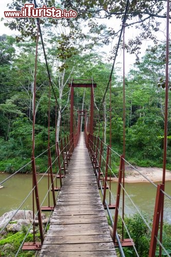 Immagine Ponte dentro alla foresta amazzonica  in Brasile - © Milosz_M / Shutterstock.com