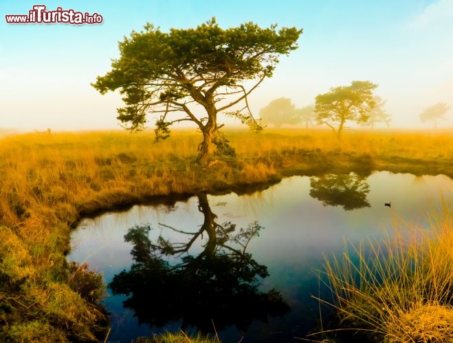 Immagine Al Parco del Serengeti, nel nord della Tanzania, nella stagione secca rimangono poche pozze d'acqua a rinfrescare la savana. Il clima tropicale è infatti caratterizzato da periodi di siccità tra luglio e settembre e tra gennaio e marzo, mentre nei mesi restanti le "grandi piogge" di fine primavera-inizio estate si alternano alle cosiddette "piccole piogge" autunnali - © TeusRenes / Shutterstock.com