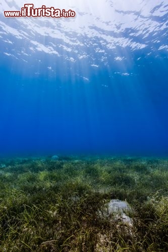 Immagine Prateria a Posidonie nei fondali sabbiosi di Nuweiba nel Mar Rosso (Sinai) in Egitto - © Richard Whitcombe / Shutterstock.com