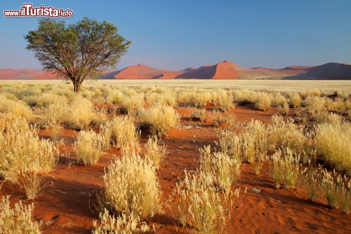 Immagine Prateria desertica della Namibia con le grandi dune di sabbia sullo sfondo - © EcoPrint / Shutterstock.com