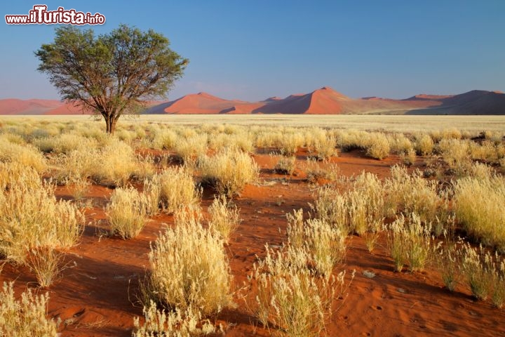 Prateria desertica della Namibia con le grandi   Foto 