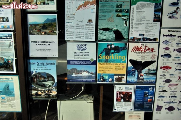 Immagine Pubblicità con escursioni ed attivita da compiere a Moskenes e alle Isole Lofoten in Norvegia: dallo snorkeling al whale watching. Quest'ultima pratica sta crescendo molto, al punto che la sua redditività potrebbe far rinunciare ai norvegesi la caccia ai cetacei, auspicabilmente.