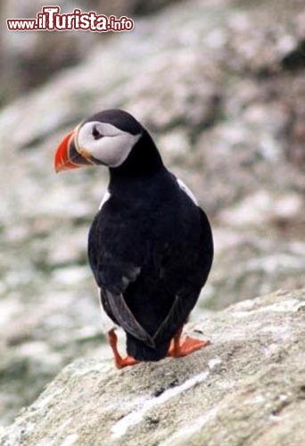 Immagine Una pulcinella di mare alle Isole Svalbard, Norvegia - Foto di Giulio Badini