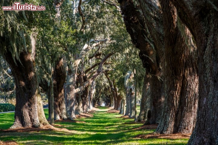 Immagine Aree verdi a New Orleans - Oltre che per gli appasionati di musica e jazz, New Orleans è un'ottima meta anche per chi cerca una vacanza all'insegna della natura. La bella città della Louisiana offre infatti passeggiate lungo il fiume Mississipi ma anche rilassanti tour a piedi fra la ricca vegetazione di parchi e aree verdi ospitate in alcuni dei suoi quartieri più suggestivi. Viali di querce e lecci rinfrescano con il loro fogliame le giornate afose di New Orleans - © Darryl Brooks / Shutterstock.com