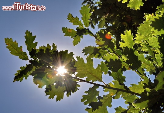 Immagine Quercia dentro la Solfatara di Pozzuoli