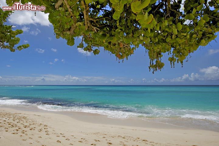 Immagine La spiaggia bianca di Rainbow beach a Barbados, circondata dalla vegetazione, è lambita da acque turchesi - © Filip Fuxa / shutterstock.com