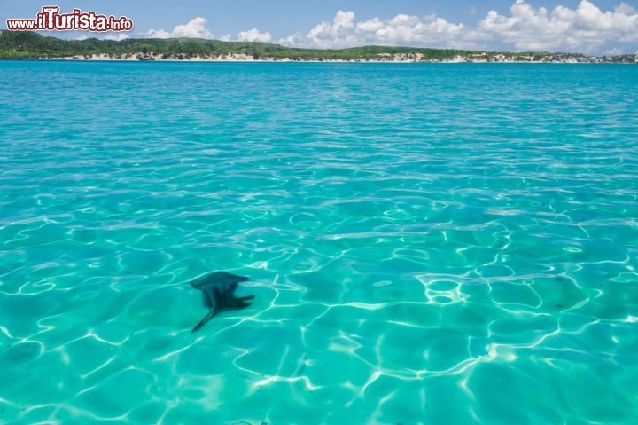 Immagine Una razza (stingray) nel mare cristallino della baia di Diego Suarez in Madagascar - © Pierre-Yves Babelon / Shutterstock.com