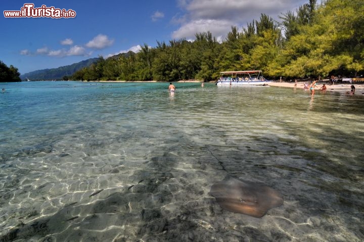 Immagine Razza vicino a riva nel mare limpido della laguna di  Moorea in Polinesia Francese