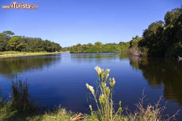 Immagine Red Bug Slough reserve: l'aerea verde si trova vicino a Sarasota Florida USA - © Steve Carroll / Shutterstock.com