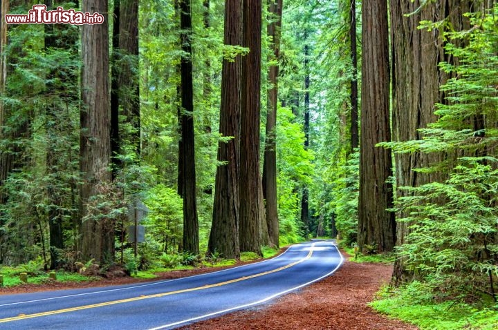 Immagine Redwood National Park le sequoie piu alte in California (USA) - © Yama / Shutterstock.com
