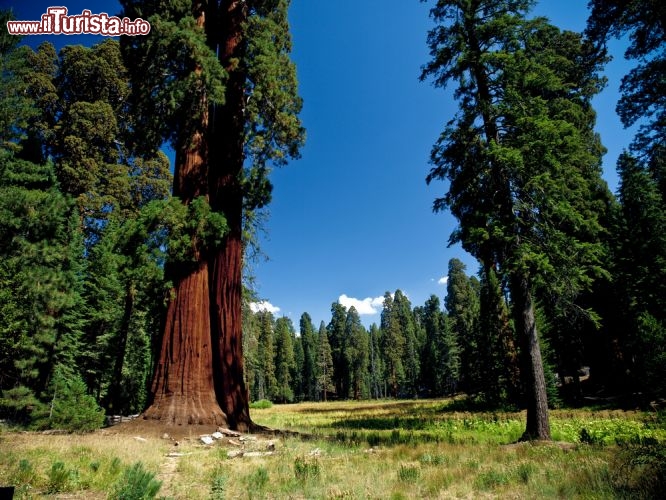 Immagine Redwood ovvero le sequoie giganti, dalle cortecce rosse, che svettano neò Parco Nazionale di Sequoia - Kings Canyon negli USA - © Thomas Cristofoletti / Shutterstock.com
