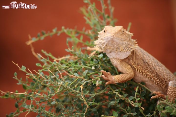 Immagine Rettile del genere Pogona, Red Centre - Il drago barbuto si può vedere nel Desert Park di Alice Springs nel Northern Territory in Australia - © Gianna Stadelmyer / Shutterstock.com