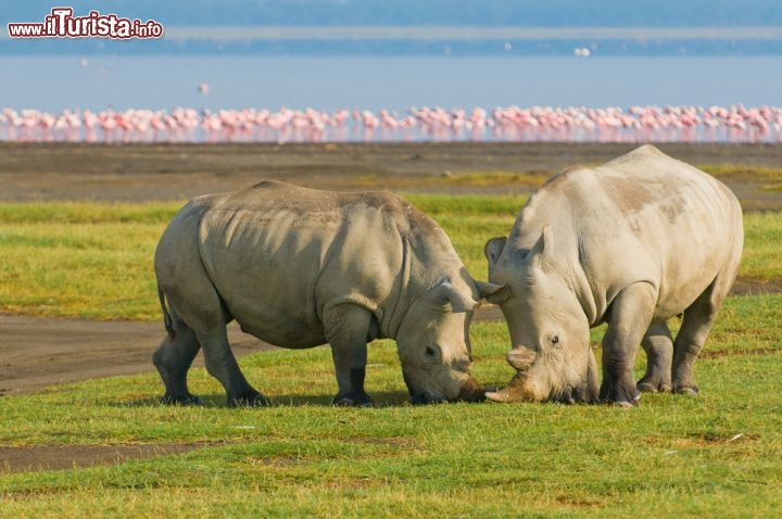 Immagine Rinoceronti e fenicotteri danno spettacolo sul Lake Nakuru del Kenya: ci troviamo nell' Africa orientale, lungo la Rift Valley - © javarman / Shutterstock.com