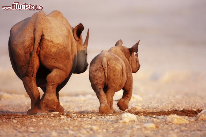 Immagine Rinoceronti nel deserto di Etosha, uno dei parchi nazionali più famosi della Namibia - © Johan Swanepoel / Shutterstock.com