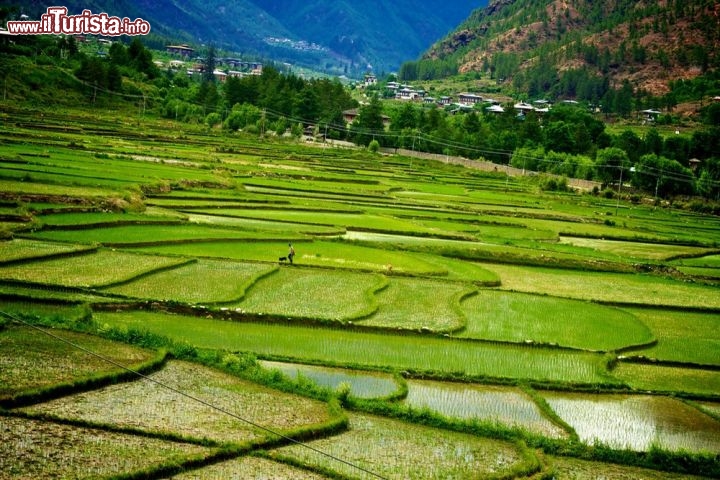 Immagine Le geometrie colorate delle grandi risaie nel Bhutan in Asia - © Selfiy / Shutterstock.com