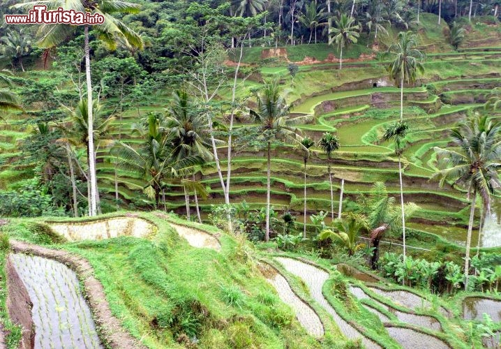 Immagine Risaie a Bali Indonesia - Foto di Giulio Badini, i Viaggi di Maurizio Levi