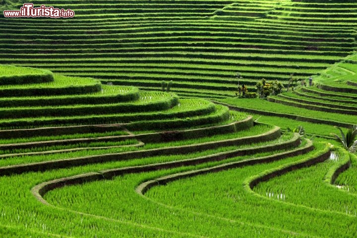 Immagine Risaie di Bali Indonesia - © Marko5 / Shutterstock.com