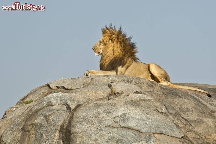 Immagine Il leone è forse l'abitante più maestoso del Parco Nazionale del Serengeti, nel nord della Tanzania (Africa orientale). Insieme agli elefanti, ai leopardi, ai rinoceronti neri e ai bufali rappresenta la fauna tipica della savana subsahariana. La riserva, dichiarata Patrimonio Mondiale dell'Umanità dall'UNESCO nel 1981, è un'attrazione turistica imperdibile proprio grazie al suo interessante ecosistema  - © Stu Porter / Shutterstock.com