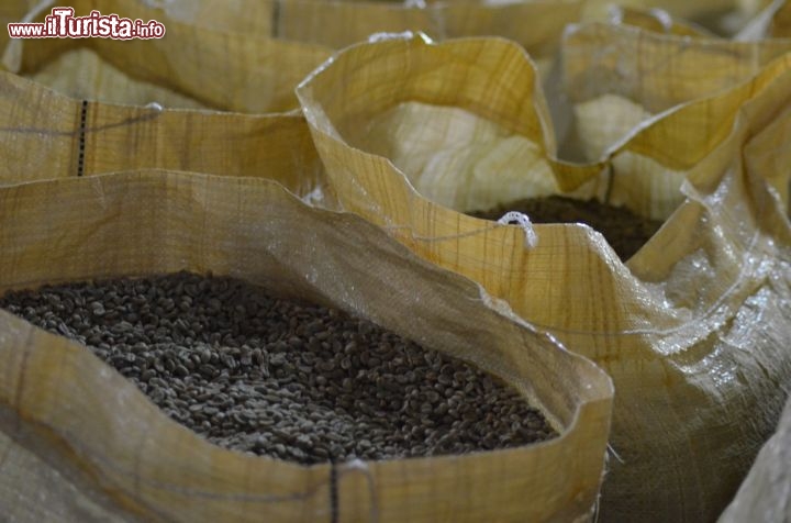 Immagine I chicchi da cui si ricavano le due tipologie di caffè prodotte dalla Fabbrica di caffè Monte Alto della famiglia Ramirez a Jarabacoa, Arabica e Caturra