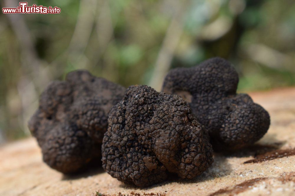 Sagra del Tartufo Canterano