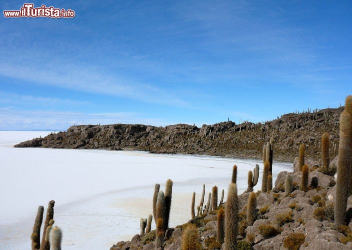 Immagine Salar de Uyuni Bolivia i cactus sopra la piana di sale - Foto di Giulio Badini i Viaggi di Maurizio Levi 