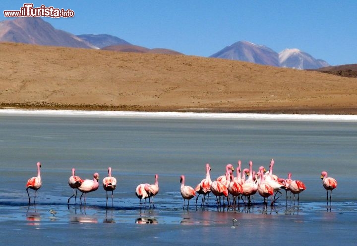 Immagine Salar colorato Bolivia fenicotteri rosa -  Foto di Giulio Badini i Viaggi di Maurizio Levi 