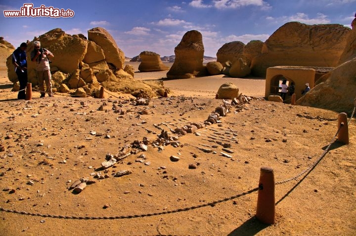 Immagine Scheletro di balena in Egitto, presso Wadi al-Hitan - In collaborazione con I Viaggi di Maurizio Levi