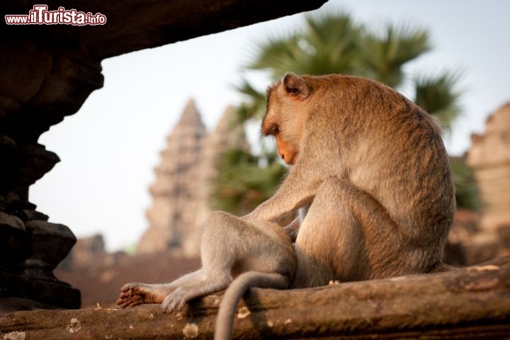 Immagine Scimmia a riposo nel sito archeologico UNESCO di Angkor Wat in Cambogia - © Piotr Gatlik / Shutterstock.com