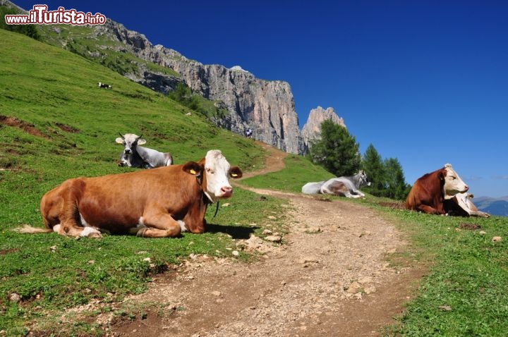 Immagine Sentiero tra le montagne dellìAlpe di Siusi: mucche al Pascolo tra i prati del Trentino Alto Adige - © Squarciomomo / Shutterstock.com