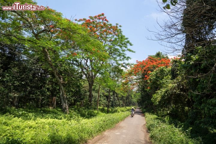 Immagine Sentiero nel Cuc Phuong National Park, Vietnam: si tratta del primo Parco Nazionale vietnamita, inaugurato personalmente nel 1962 da Ho Chi Minh - Foto © Michael Hero / Shutterstock.com