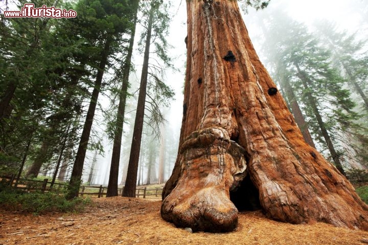 Immagine Un albero gigante del Sequoia National Park - Kings Canyon (USA) - © Galyna Andrushko / Shutterstock.com