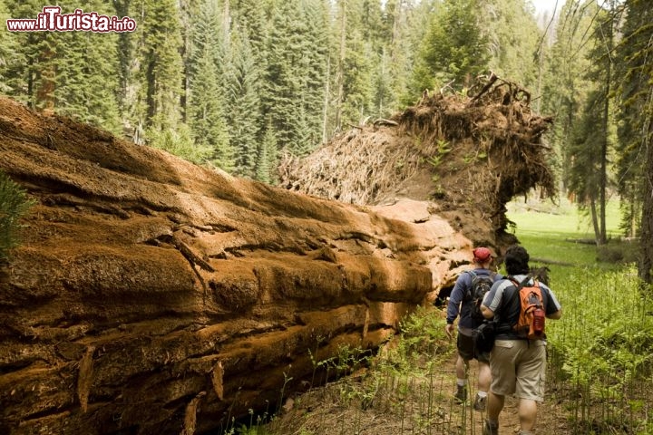 Immagine una impressionante sequoia caduta nell'omonimo parco nazionale USA che si trova nella California  - © Jim Lopes / Shutterstock.com