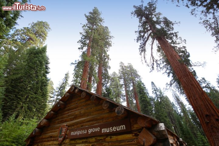 Immagine Le sequoie di Mariposa Grove e il piccolo museo nei pressi di Yosemite Park, in California - © photogolfer / Shutterstock.com