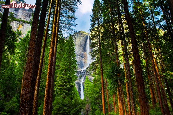 Immagine Sequoie allo Yosemite Natinal Park e la grande cascata del Parco Nazionale USA - © Lorcel / Shutterstock.com