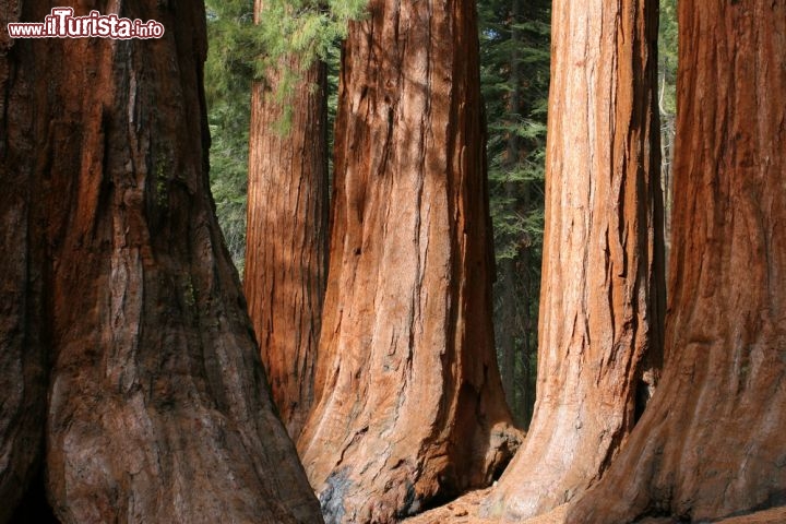 Immagine Le Sequoie di Mariposa all'interno del Parco nazionale di Yosemite in California, USA - © Christophe Testi / Shutterstock.com