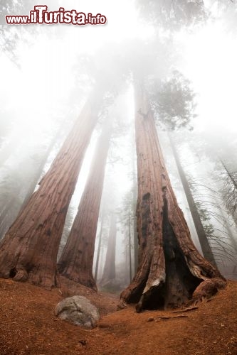Immagine Sequoie nella nebbia, lo spettacolo nel Parco nazionale si Sequoia - Kings Canyon (USA) - © Galyna Andrushko / Shutterstock.com