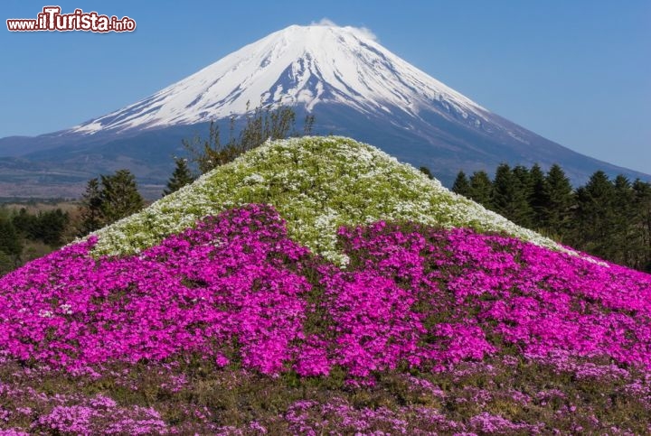 Immagine Shibazakura festival: una montagna fiorita rivaleggia con il Monte Fuji, il simbolo del Giappone. Ci troviamo nella prefettura di Yamanashi nella regione di chubu - © fon thachakul / Shutterstock.com